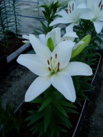 [1649 Arcachon No01.JPG]